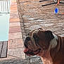Thelios participe au concours pour gagner de l'argent avec cette photo : bulldog, dog, tongue_out, stone_patio, pool, water, child, outdoor, pet, animal, brown, white, side_view, sunlight, play, happy, summer, daytime, concrete, reaching