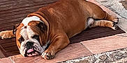 Thelios a rejoint le concours — aidez-le/la à gagner de superbes lots ! bulldog, dog, pet, animal, lying_down, resting, tongue_out, wooden_mat, stone_floor, tile, outdoor, lazy, brown, white, short_hair, cute, sleepy, domestic_animal, mammal, relaxing