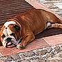 bulldog, dog, pet, animal, lying_down, resting, tongue_out, wooden_mat, stone_floor, tile, outdoor, lazy, brown, white, short_hair, cute, sleepy, domestic_animal, mammal, relaxing
