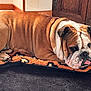 Thelios participe au concours pour gagner de l'argent avec cette photo : bulldog, dog, pet, indoor, blanket, resting, tongue_out, fur, animal, cozy, wooden_furniture, floor, domestic, cute, relaxed, sleepy, companion, mammal, wrinkles, brown