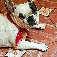 Yoyo participe au concours pour gagner de l'argent avec cette photo : bulldog, carnivoran, companion_dog, dog, dog_breed, dog_like_mammal, fawn, french_bulldog, non_sporting_group, old_english_bulldog, olde_english_bulldogge, snout, toy_bulldog
