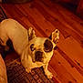 Yoyo participe au concours pour gagner de l'argent avec cette photo : boston_terrier, bulldog, carnivoran, dog, dog_breed, dog_breed_group, dog_like_mammal, fawn, french_bulldog, non_sporting_group, puppy, snout, toy_bulldog, vertebrate