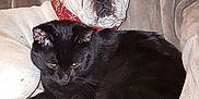 Yoyo participe au concours pour gagner de l'argent avec cette photo : black, carnivoran, cat, cat_like_mammal, fur, small_to_medium_sized_cats, snout, whiskers