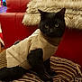 Gucci participe au concours pour gagner de l'argent avec cette photo : black_cat, cat, cat_like_mammal, domestic_short_haired_cat, fur, mammal, small_to_medium_sized_cats, whiskers