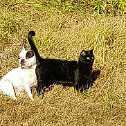 Gucci participe au concours pour gagner de l'argent avec cette photo : black_cat, cat, cat_like_mammal, fauna, grass, grass_family, plant, small_to_medium_sized_cats, tail, whiskers