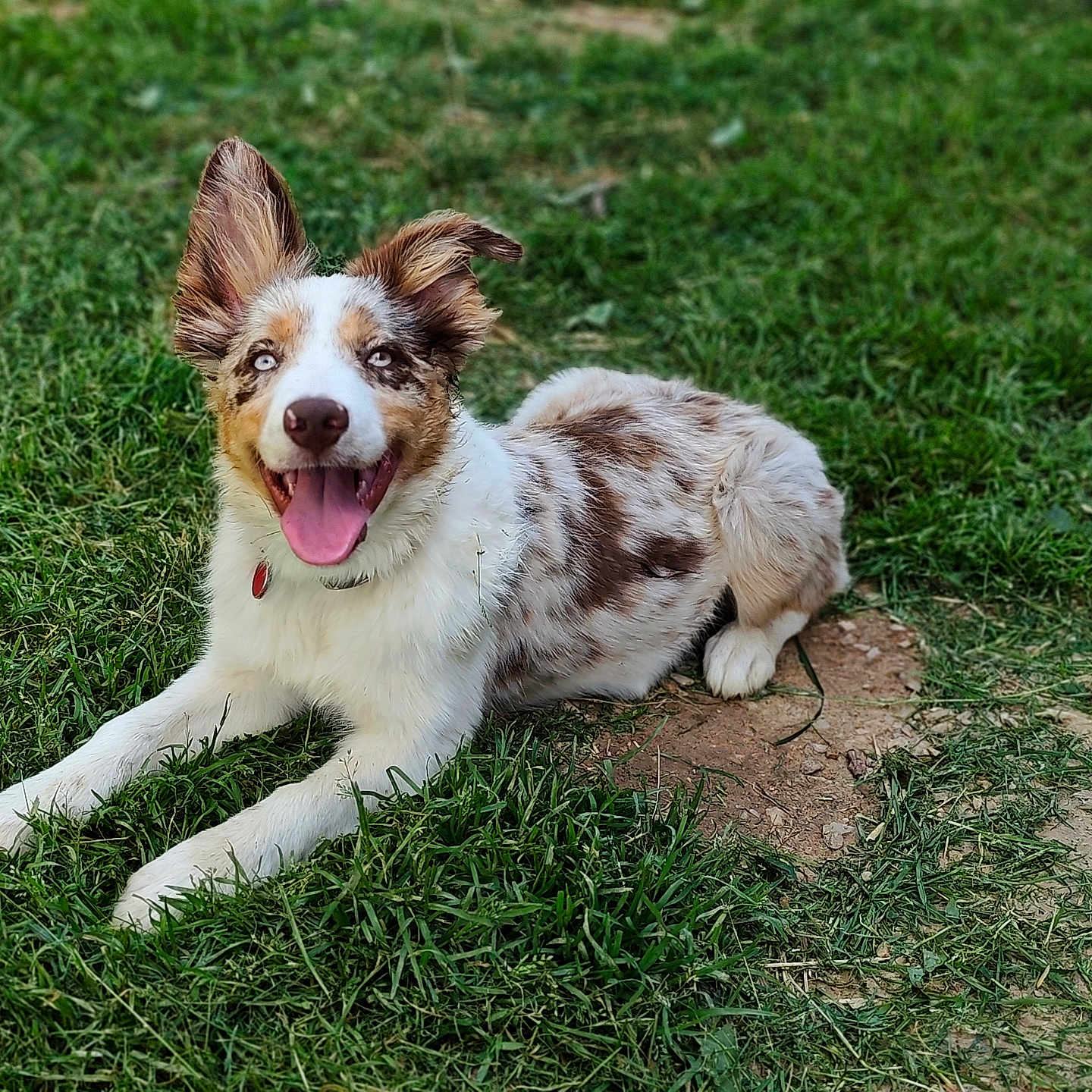 Akaï a rejoint le concours — aidez-le/la à gagner de superbes lots ! animal, blue_eyes, canine, collar, daylight, dog, ears, fur, grass, ground, happy, lying_down, muzzle, nature, outdoor, pet, playful, smiling, spotty_fur, tongue