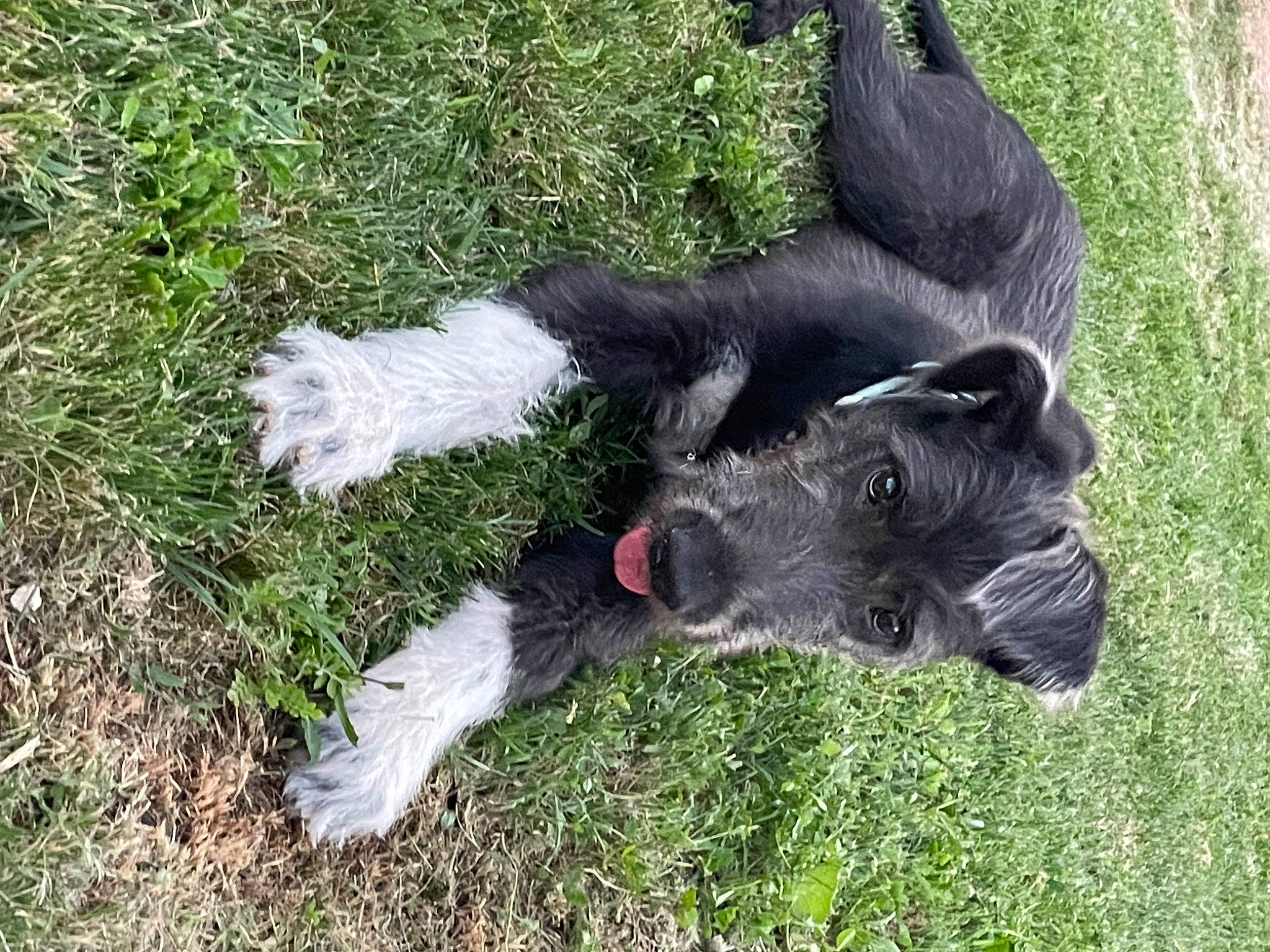 Urania a rejoint le concours — aidez-le/la à gagner de superbes lots ! canidae, carnivore, companion_dog, dog, dog_breed, fur, grass, grassland, livestock, pasture, snout, sporting_group, tail, terrestrial_animal, working_animal