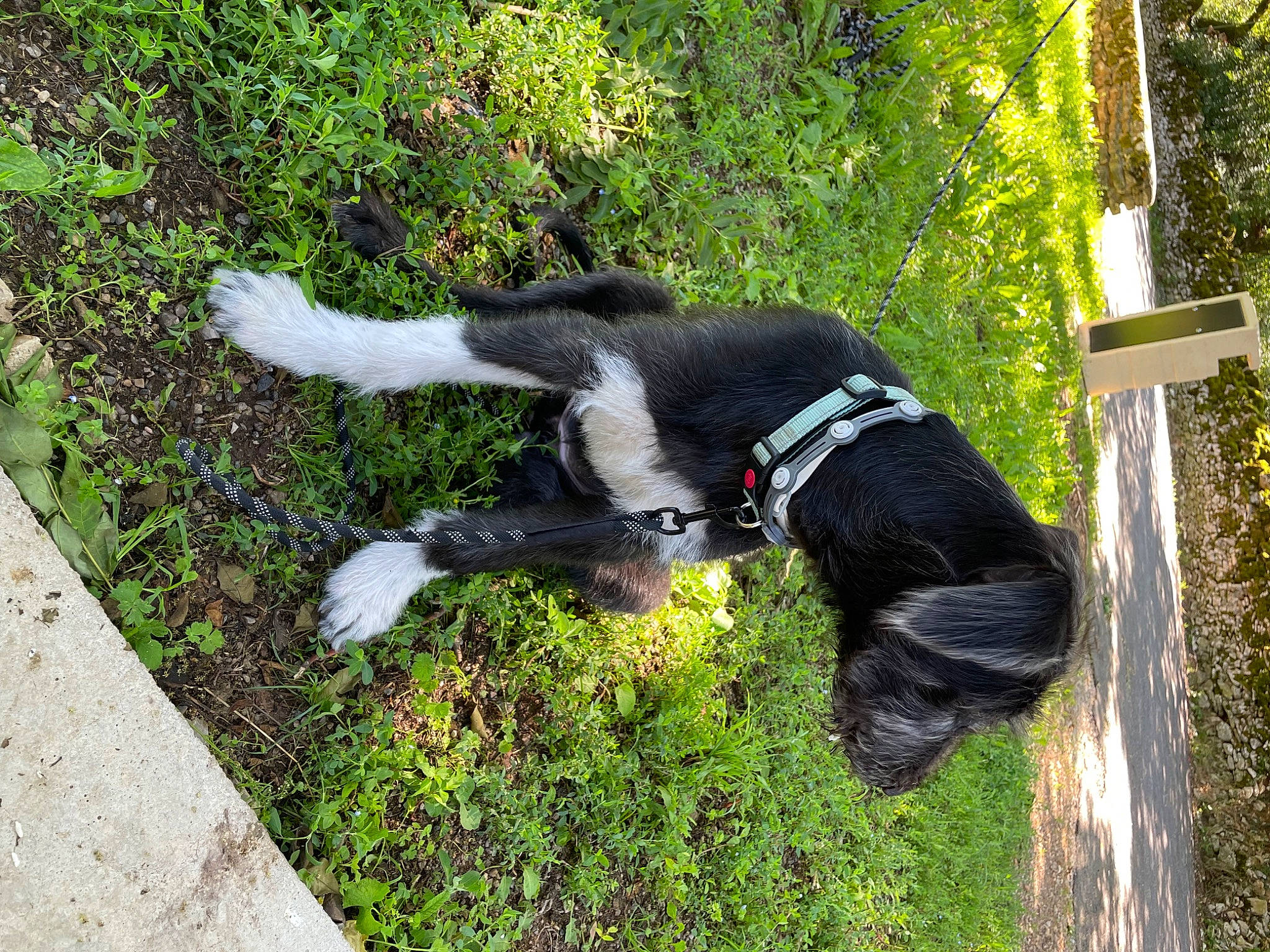 Urania a rejoint le concours — aidez-le/la à gagner de superbes lots ! canidae, carnivore, collar, companion_dog, dog, dog_breed, dog_collar, dog_supply, fur, grass, herding_dog, hunting_dog, leash, plant, shrub, sporting_group, tail, tree, working_animal, working_dog