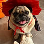 animal, black, cape, close_up, collar, costume, cute, dog, floor, happy, indoor, pet, plush, portrait, pug, red, sheep, smiling, tongue_out, toy