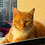 Petit Chat participe au concours pour gagner de l'argent avec cette photo : cat, ginger_cat, orange_cat, animal, pet, windowsill, sunlight, outdoor, urban, car, window, feline, portrait, relaxed, looking, whiskers, ears, fur, closeup, daylight