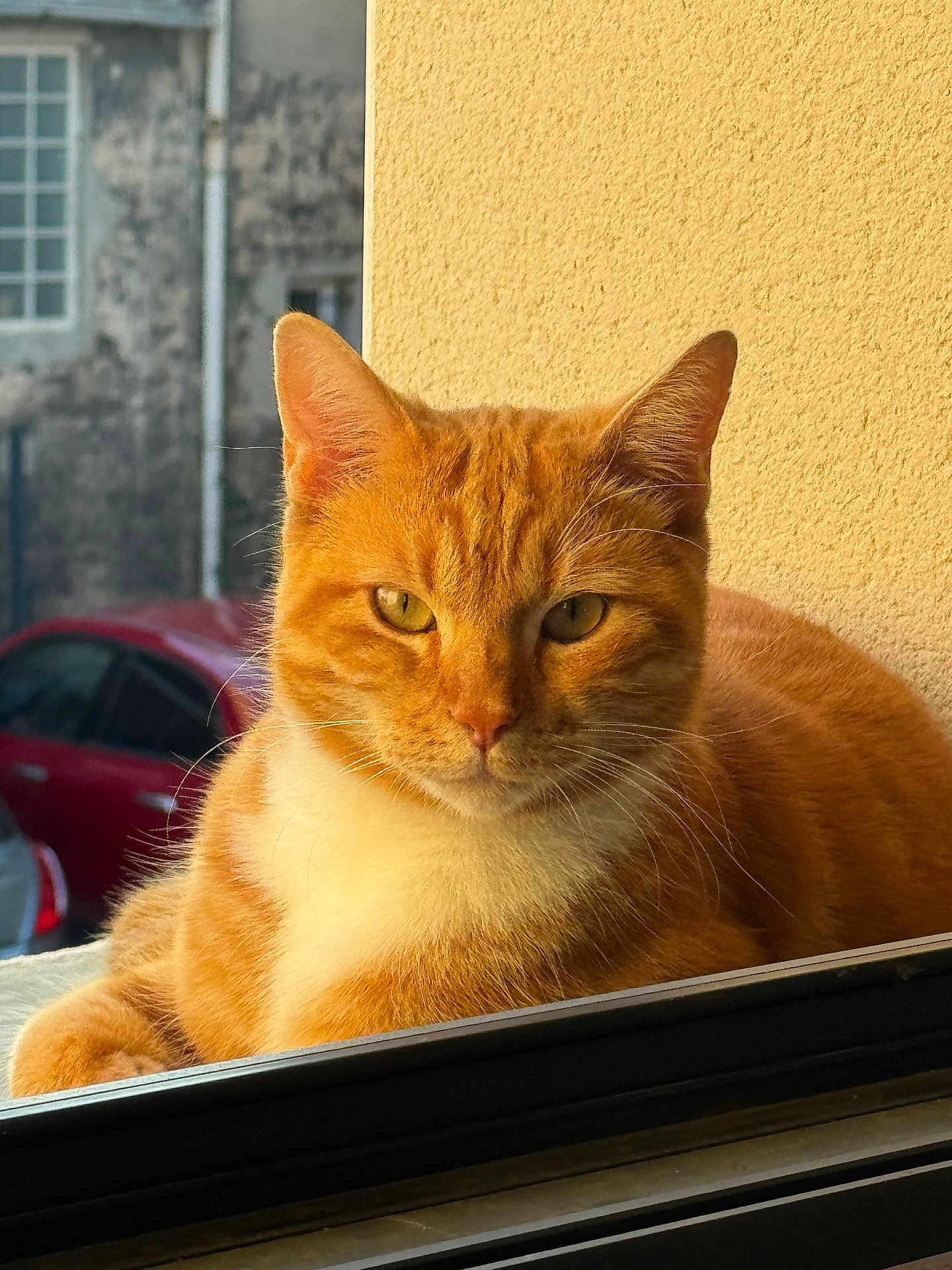 Petit Chat participe au concours pour gagner de l'argent avec cette photo : cat, ginger_cat, orange_cat, animal, pet, windowsill, sunlight, outdoor, urban, car, window, feline, portrait, relaxed, looking, whiskers, ears, fur, closeup, daylight