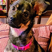 Boo Boo is registered to the contest to win money with this photo: animal, black, brown, canine, collar, couch, cozy, cute, dog, domestic_animal, ears, fur, furniture, head_tilt, home, indoor, living_room, pet, pink, portrait