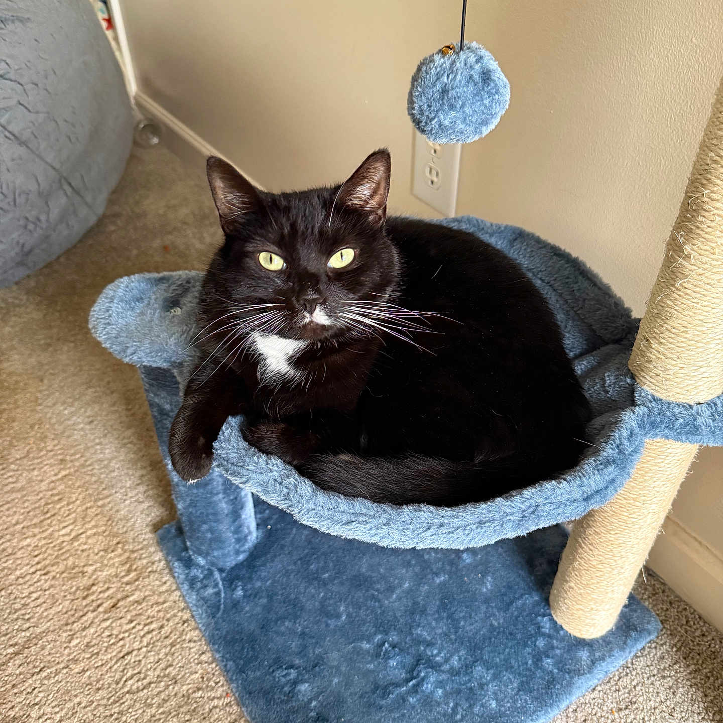 Tally Ho joined the competition — help win amazing prizes! animal, black_cat, blue, carpet, cat, cat_hammock, cozy, cute, eyes, feline, fur, home, indoor, pet, playful, relaxed, resting, scratching_post, toy, whiskers