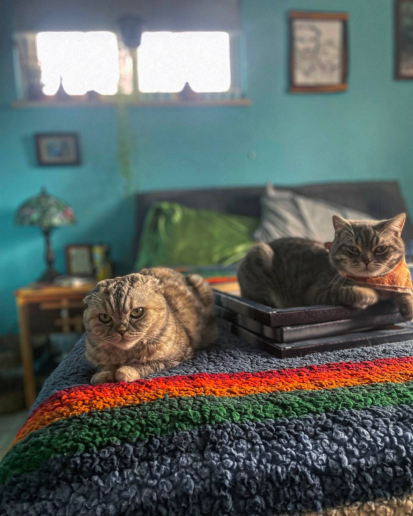 Eleanor is registered to the contest to win money with this photo: carnivore, cat, comfort, domestic_short_haired_cat, felidae, fur, green, grey, light, mammal, picture_frame, plant, room, sitting, small_to_medium_sized_cats, tail, vertebrate, whiskers, window, wood