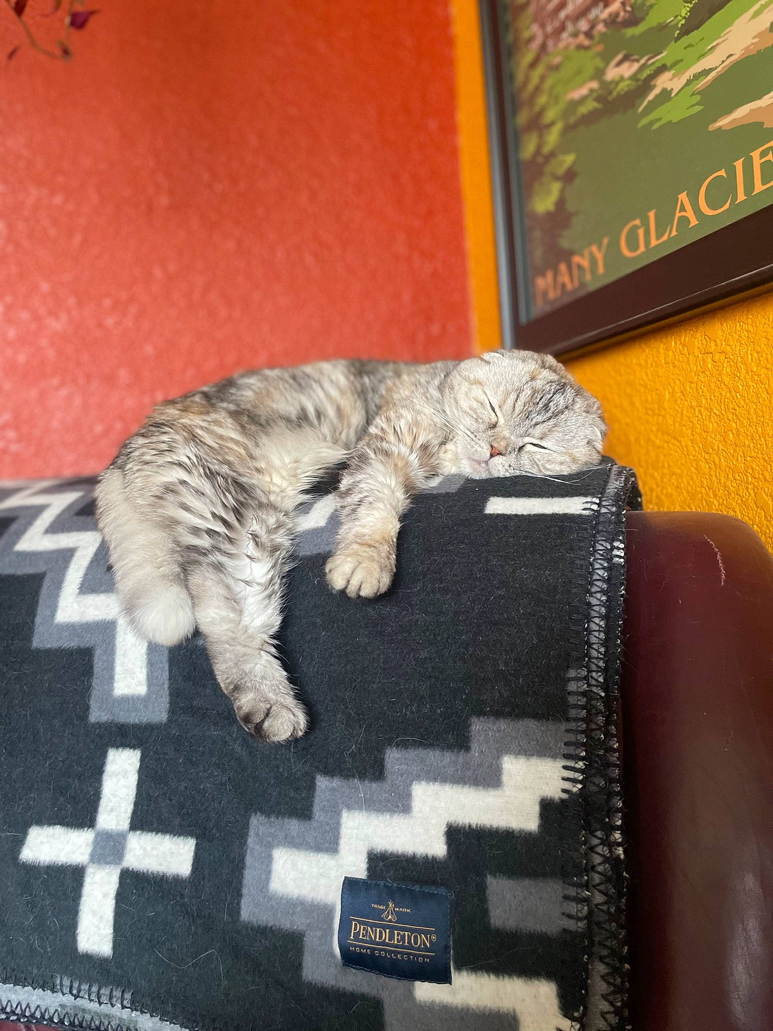 Eleanor joined the competition — help win amazing prizes! art, bag, carnivore, cat, domestic_short_haired_cat, fashion_accessory, felidae, fur, grey, linens, pattern, paw, picture_frame, rectangle, small_to_medium_sized_cats, tail, whiskers, wool, woolen, woven_fabric