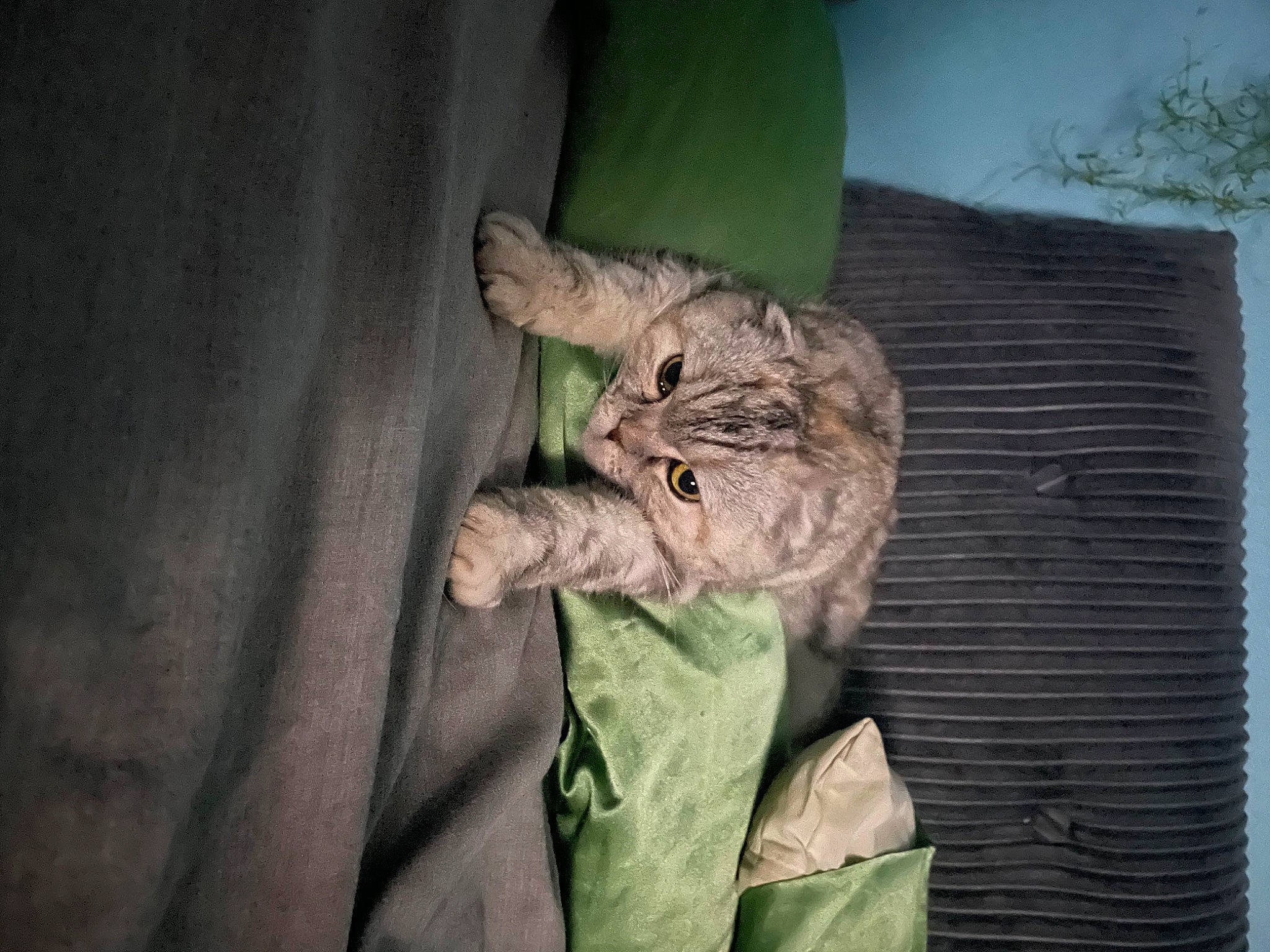 Eleanor is registered to the contest to win money with this photo: bird_of_prey, carnivore, cat, darkness, domestic_short_haired_cat, fawn, felidae, fur, gesture, small_to_medium_sized_cats, snout, tail, terrestrial_animal, tree, trunk, whiskers, wildlife, wood