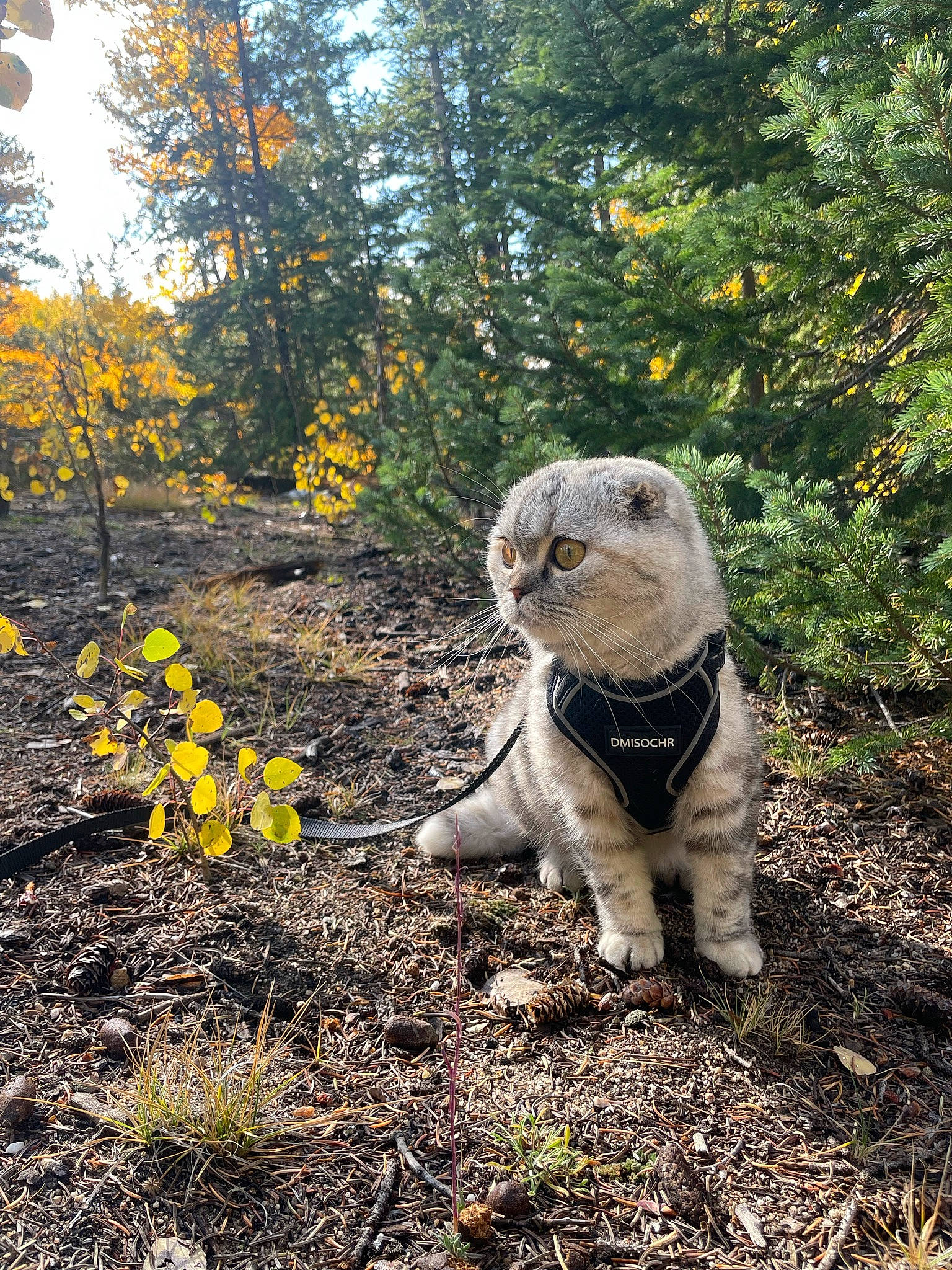 Eleanor is registered to the contest to win money with this photo: carnivore, dog_breed, elephant, fawn, felidae, forest, grass, groundcover, landscape, lawn_ornament, natural_landscape, plant, plant_community, sculpture, snout, tail, terrestrial_animal, tree, trunk, wood