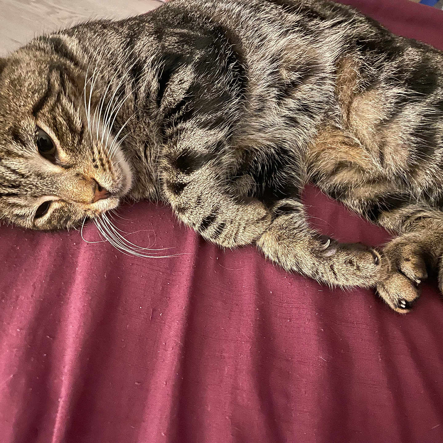 Donaly participe au concours pour gagner de l'argent avec cette photo : abyssinian, animal, bed, blanket, cat, couch, cushion, egyptiancat, electronics, furniture, hardwood, homedecor, kitten, manx, person, pet, purple, sleeping, velvet, wood