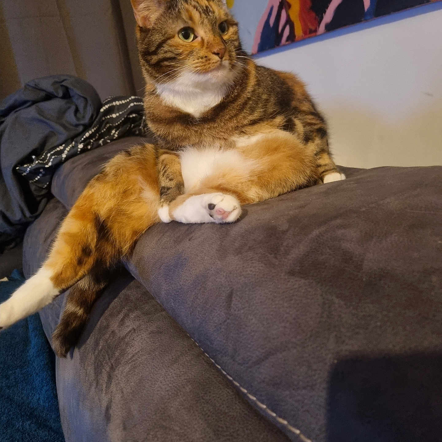 Palliette participe au concours pour gagner de l'argent avec cette photo : abyssinian, animal, architecture, bag, blanket, building, cat, chair, couch, cushion, furniture, homedecor, indoors, kitten, livingroom, manx, person, pet, room, sleeping