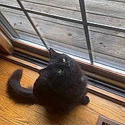 Lila is registered to the contest to win money with this photo: cat, black_cat, wooden_floor, vent, indoor, window, glass_door, deck, pet, feline, curious, looking_up, fluffy, domestic_animal, animal, flooring, home, natural_light, quiet, cozy