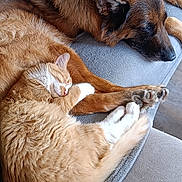 Ally a rejoint le concours — aidez-le/la à gagner de superbes lots ! cat, dog, sleeping, couch, furry, cozy, pets, indoor, resting, orange_cat, brown_dog, closeup, animal, friendship, paw_touch, relaxation, domestic, fur, companion, home