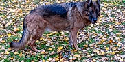 Pixie a rejoint le concours — aidez-le/la à gagner de superbes lots ! dog, german_shepherd, animal, pet, outdoor, grass, leaf, autumn, fall, nature, canine, fur, standing, mammal, alert, brown, black, ears, tail, daylight