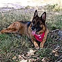 dog, german_shepherd, bandana, grass, outdoor, nature, tongue_out, pet, canine, animal, lying_down, sunlight, shade, ears_up, fur, summer, relaxing, ground, wildlife, leafy