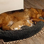 Pixie participe au concours pour gagner de l'argent avec cette photo : dog, cat, sleeping, pet_bed, cozy, indoor, floor, wooden_floor, fur, orange_cat, brown_dog, resting, animal, domestic_animal, companion, cute, relaxation, friendship, nap, home