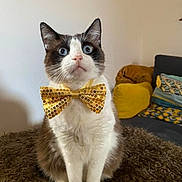 Jerry participe au concours pour gagner de l'argent avec cette photo : blue_eyes, bow_tie, brown_and_white, cat, close_up, couch, curious, cushions, decor, domestic_animal, feline, fluffy_rug, fur, household, indoor, living_room, pet, portrait, seated, whiskers