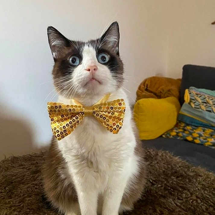 Jerry participe au concours pour gagner de l'argent avec cette photo : blue_eyes, bow_tie, brown_and_white, cat, close_up, couch, curious, cushions, decor, domestic_animal, feline, fluffy_rug, fur, household, indoor, living_room, pet, portrait, seated, whiskers