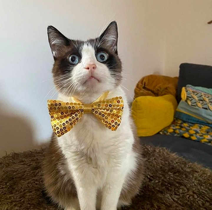Jerry participe au concours pour gagner de l'argent avec cette photo : blue_eyes, bow_tie, brown_and_white, cat, close_up, couch, curious, cushions, decor, domestic_animal, feline, fluffy_rug, fur, household, indoor, living_room, pet, portrait, seated, whiskers
