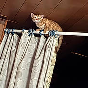 Azreal is registered to the contest to win money with this photo: adventure, animal, cat, climbing, curious, curtain_rod, curtains, fabric, feline, home, indoor, kitten, mischief, orange_tabby, pattern, pet, playful, room, window_treatment, young_cat