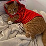 animal, bed, blanket, cat, comfortable, cozy, cute, domestic_cat, feline, fur, indoor, laying_down, mammal, orange_cat, pet_clothing, red_hoodie, resting, warm, whiskers, white_paws