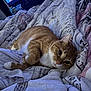 background, bed, blanket, cat, comfort, cozy, curious, ears, feline, home, indoor, lying_down, orange_cat, patterned_blanket, pet, relaxed, soft_lighting, television, whiskers, white_paws