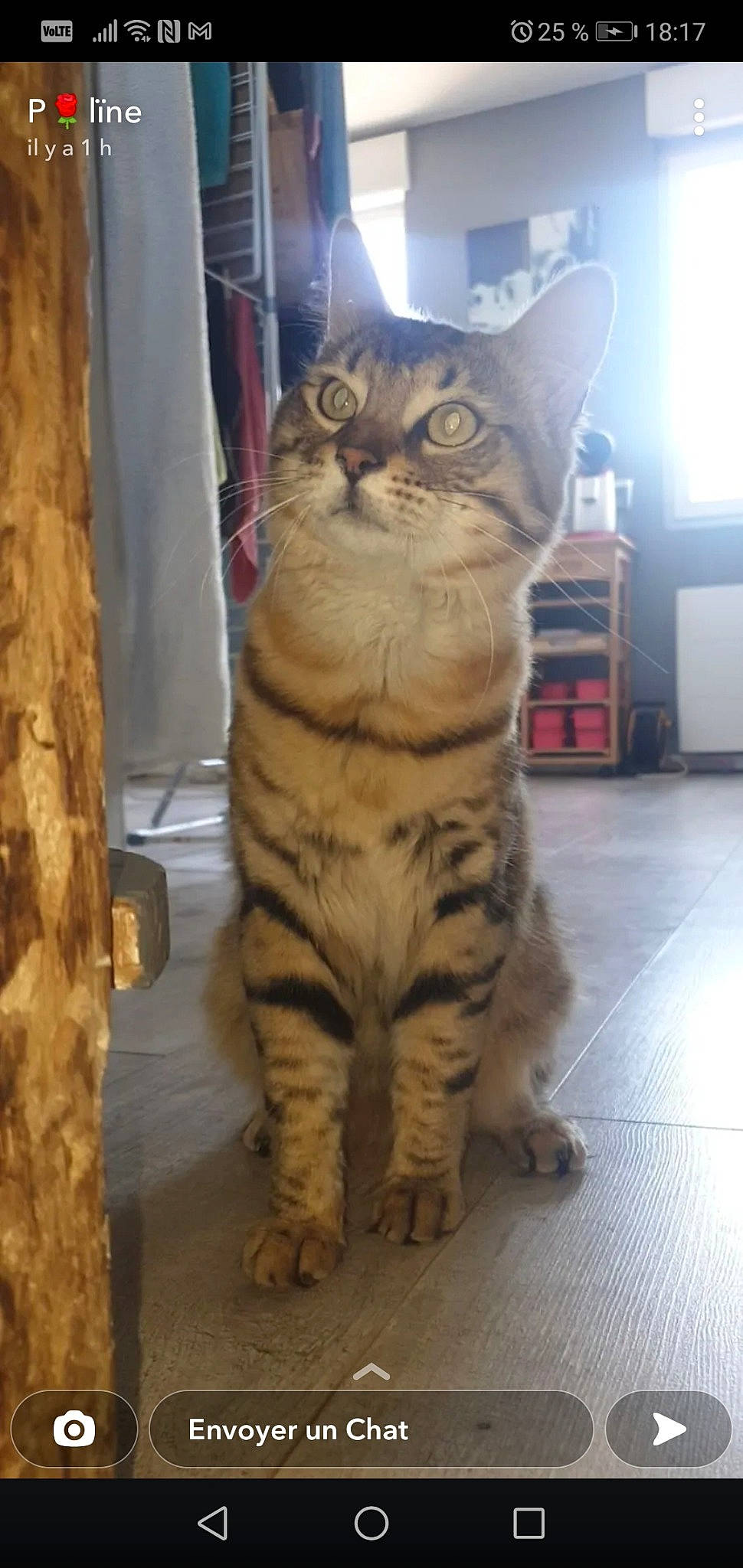 Snoopy participe au concours pour gagner de l'argent avec cette photo : carnivore, cat, claw, curtain, domestic_short_haired_cat, felidae, flooring, fur, paw, small_to_medium_sized_cats, snout, tail, terrestrial_animal, whiskers, wood