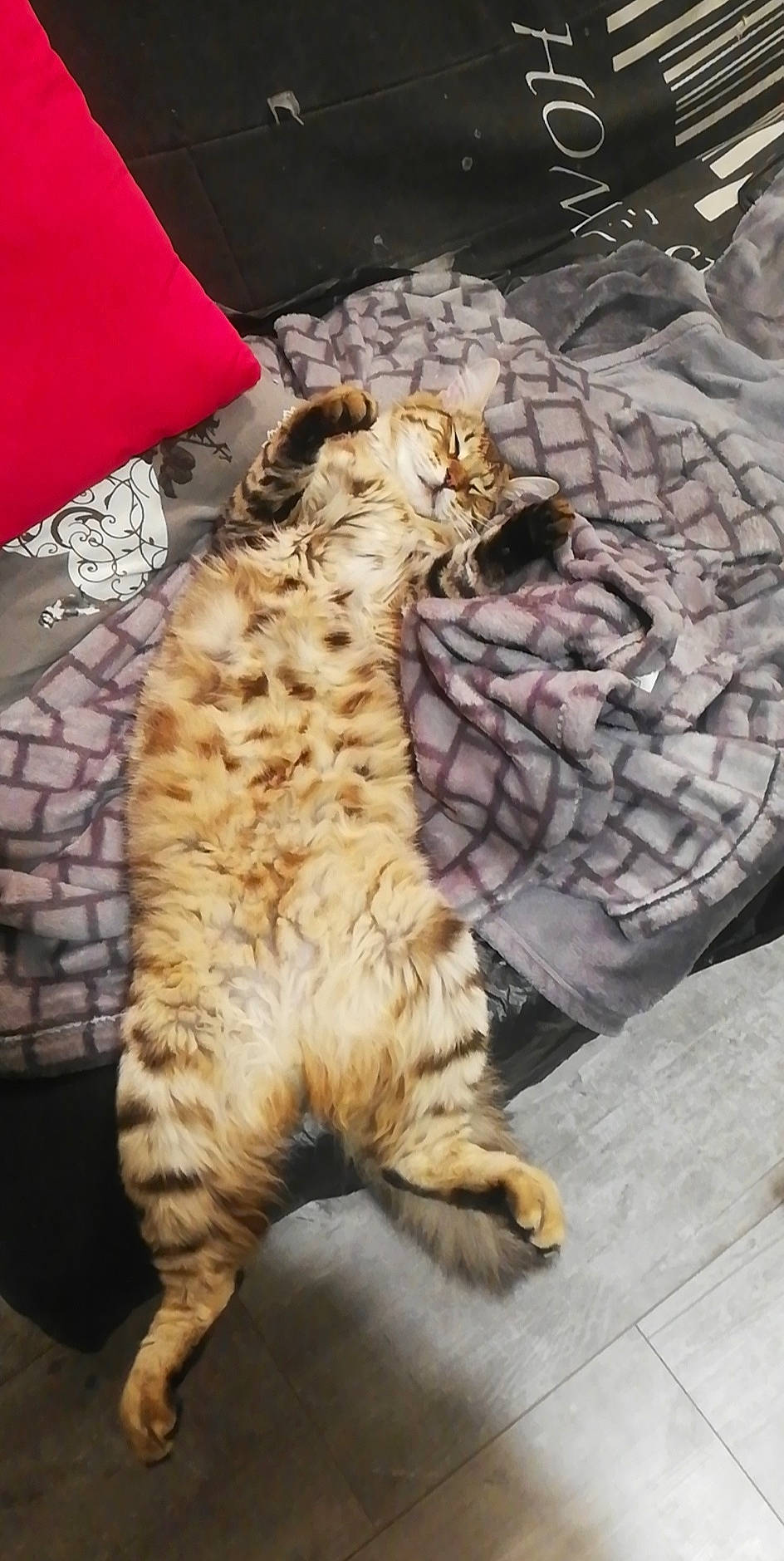 Snoopy a rejoint le concours — aidez-le/la à gagner de superbes lots ! canidae, carnivore, cat, claw, comfort, dog_breed, domestic_short_haired_cat, fawn, felidae, flooring, foot, fur, paw, room, small_to_medium_sized_cats, snout, tail, terrestrial_animal, whiskers, wood