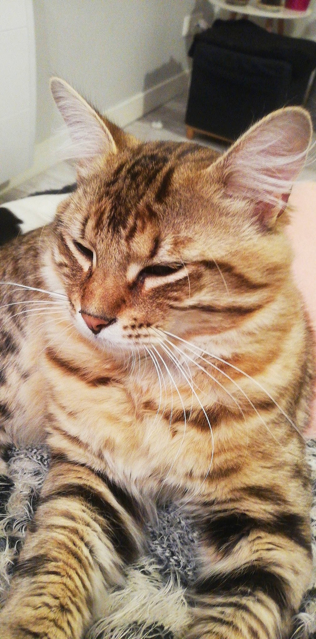 Snoopy participe au concours pour gagner de l'argent avec cette photo : carnivore, cat, claw, domestic_short_haired_cat, fawn, felidae, fur, grass, paw, small_to_medium_sized_cats, snout, tail, terrestrial_animal, tree, whiskers, wildlife