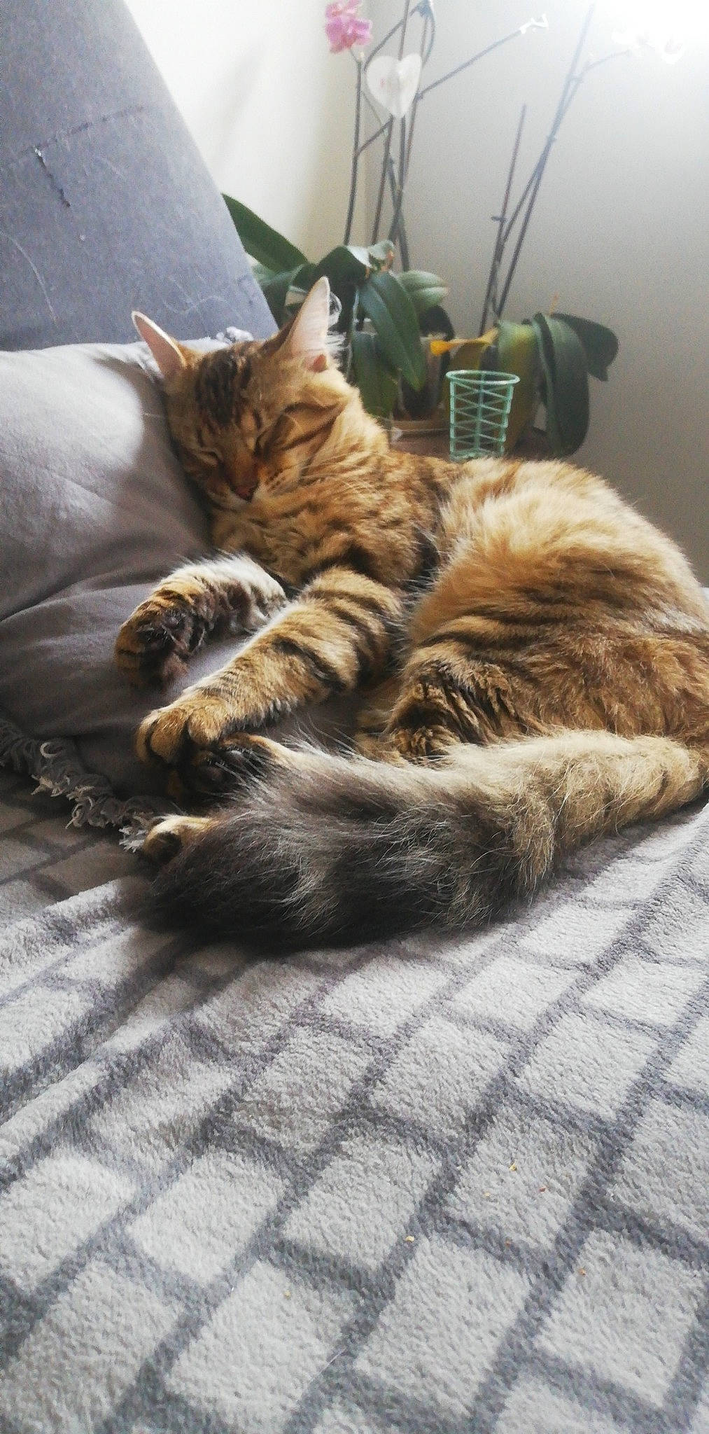 Snoopy participe au concours pour gagner de l'argent avec cette photo : bag, carnivore, cat, claw, comfort, domestic_short_haired_cat, felidae, flooring, fur, grey, houseplant, luggage_and_bags, paw, plant, small_to_medium_sized_cats, snout, tail, toy, whiskers, wood