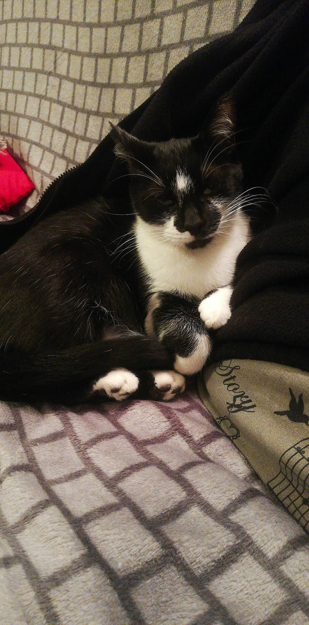 Tekila participe au concours pour gagner de l'argent avec cette photo : black_cat, carnivore, cat, claw, comfort, domestic_short_haired_cat, felidae, flooring, foot, fur, human_leg, monochrome_photography, paw, sitting, small_to_medium_sized_cats, snout, tail, terrestrial_animal, whiskers, wood