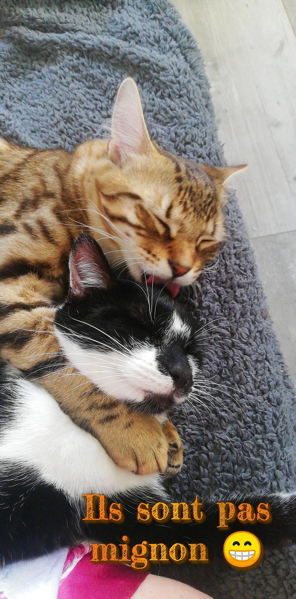 Tekila participe au concours pour gagner de l'argent avec cette photo : carnivore, cat, claw, comfort, domestic_short_haired_cat, felidae, fur, paw, photo_caption, sitting, small_to_medium_sized_cats, snout, tail, terrestrial_animal, whiskers