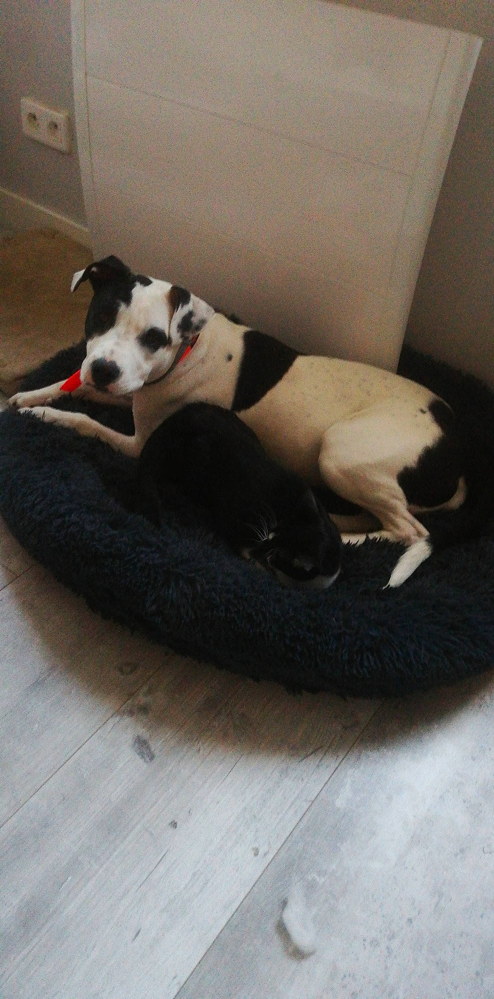 Sila participe au concours pour gagner de l'argent avec cette photo : carnivore, comfort, companion_dog, couch, dog, dog_breed, dog_supply, floor, flooring, hardwood, laminate_flooring, linens, paw, pet_supply, sporting_group, tail, terrestrial_animal, wood, wood_flooring, working_animal