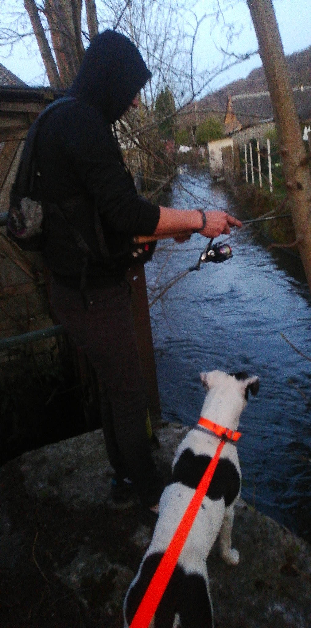 Sila participe au concours pour gagner de l'argent avec cette photo : black, canal, carnivore, collar, companion_dog, dog, dog_breed, dog_collar, fashion_accessory, lake, leash, leisure, pet_supply, recreation, sky, sporting_group, tail, tree, water, watercourse