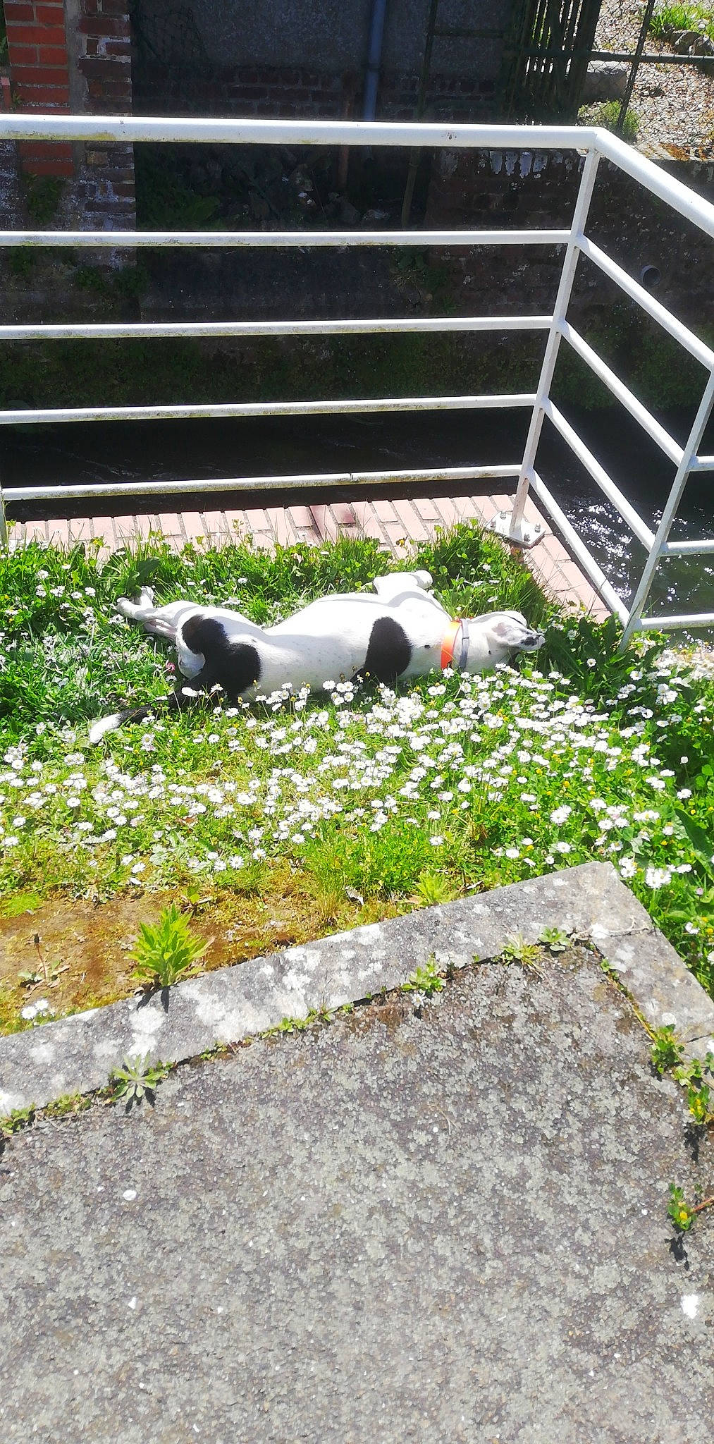 Sila a rejoint le concours — aidez-le/la à gagner de superbes lots ! carmine, carnivore, cobblestone, felidae, fence, flagstone, flooring, flower, grass, grass_family, groundcover, landscape, leisure, line, plant, road_surface, shrub, sidewalk, tail, terrestrial_animal