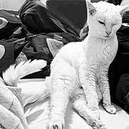 Clochette a rejoint le concours — aidez-le/la à gagner de superbes lots ! cat, white_cat, pet, animal, feline, bed, blanket, fur, indoor, resting, sleepy, cute, domestic_animal, whiskers, tail, paw, closeup, relaxed, sitting, monochrome