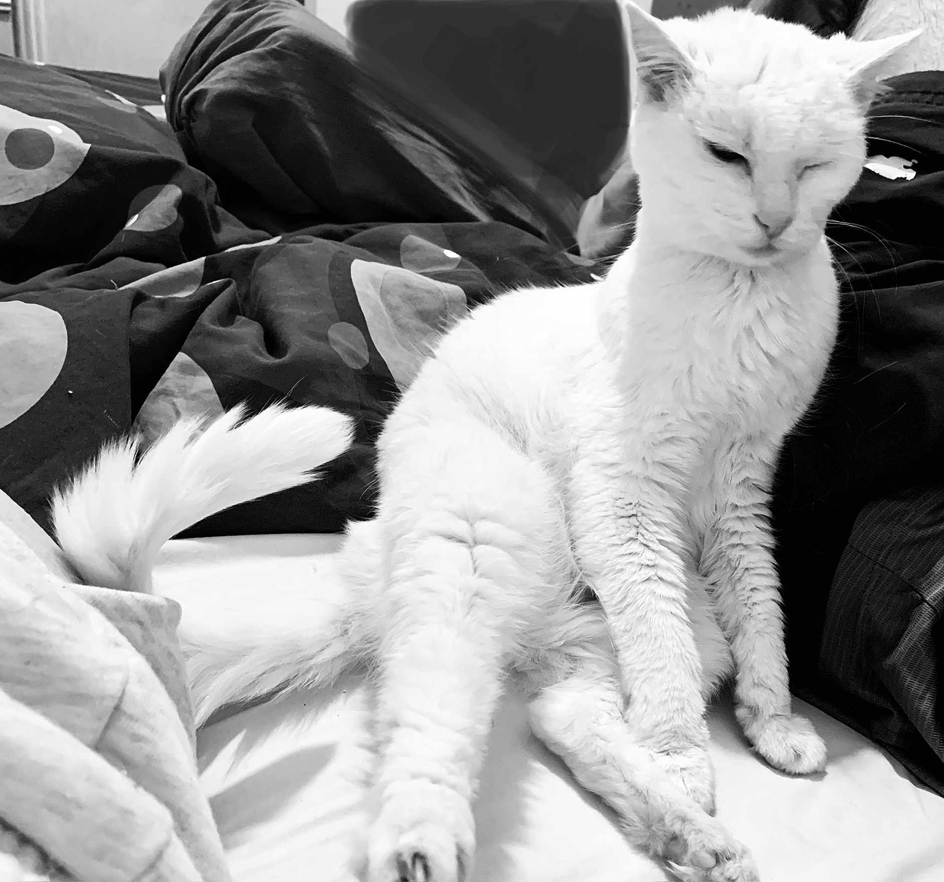 Clochette a rejoint le concours — aidez-le/la à gagner de superbes lots ! cat, white_cat, pet, animal, feline, bed, blanket, fur, indoor, resting, sleepy, cute, domestic_animal, whiskers, tail, paw, closeup, relaxed, sitting, monochrome