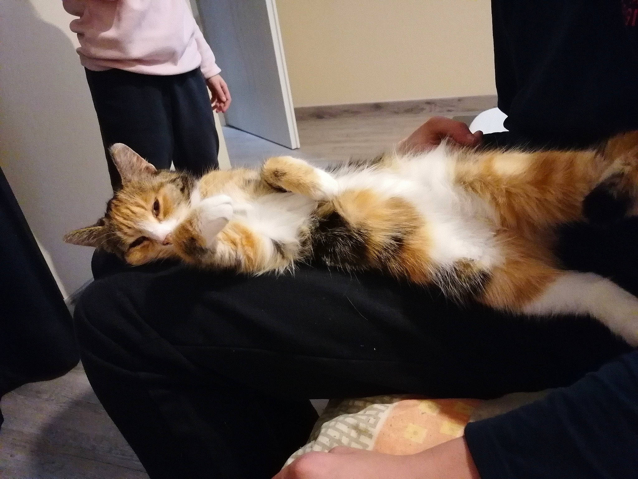 Globule a rejoint le concours — aidez-le/la à gagner de superbes lots ! carnivore, cat, ear, european_shorthair, felidae, fur, kitten, lap, leg, paw, small_to_medium_sized_cats, whiskers