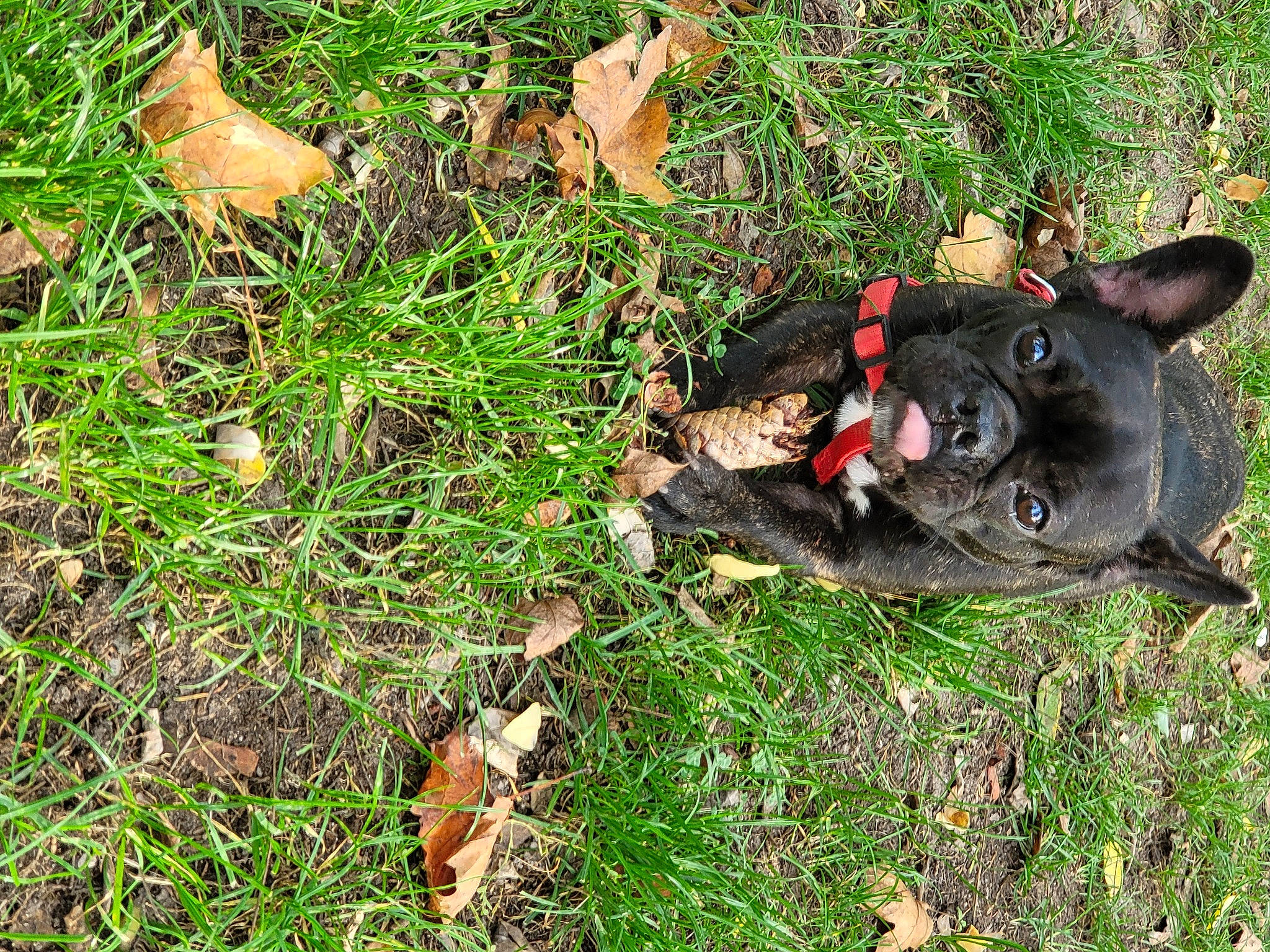 Tess a rejoint le concours — aidez-le/la à gagner de superbes lots ! canidae, carmine, dog_breed, fawn, grass, grass_family, groundcover, lawn, plant, snout, soil, sporting_group, terrestrial_animal, terrestrial_plant, toy, tree, trunk, wildlife, wood, working_animal