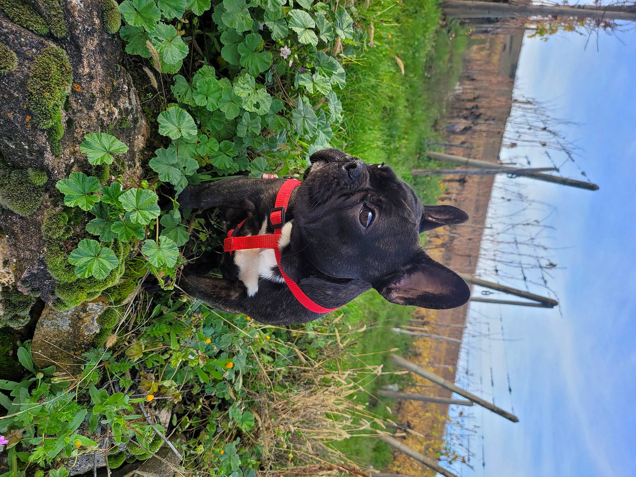 Tess a rejoint le concours — aidez-le/la à gagner de superbes lots ! canidae, carnivore, collar, dog, dog_breed, dog_collar, dog_supply, grass, groundcover, guard_dog, leash, pet_supply, plant, shrub, sky, snout, sporting_group, tree, water, working_animal