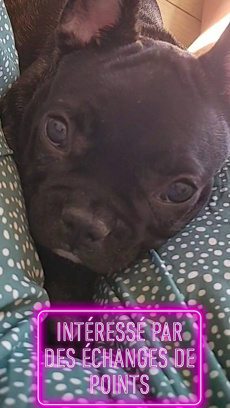 Tess participe au concours pour gagner de l'argent avec cette photo : canidae, carnivore, companion_dog, dog, dog_breed, ear, fawn, font, grey, liver, magenta, pattern, photo_caption, publication, snout, sporting_group, terrestrial_animal, toy_dog, whiskers, working_animal