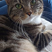 Rita a rejoint le concours — aidez-le/la à gagner de superbes lots ! animal, cat, close_up, cozy, curious, cute, domestic_cat, fur, furniture, green_eyes, indoor, laying, mammal, pet, portrait, relaxed, shelf, soft_surface, tabby, whiskers